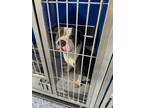 Adopt James a Gray/Blue/Silver/Salt & Pepper Pit Bull Terrier dog in Whiteville