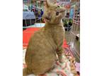 Adopt SunDrop a Orange or Red Domestic Shorthair / Domestic Shorthair / Mixed