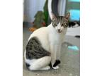 Adopt Donnie a Domestic Shorthair cat in Honolulu, HI (38457174)