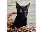 Adopt Dunkin' a All Black Domestic Shorthair (short coat) cat in Ocean Springs