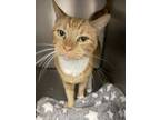 Adopt Pua'a a Domestic Shorthair cat in Honolulu, HI (38457187)