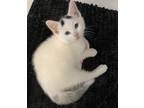 Adopt Bhodi a White (Mostly) Domestic Shorthair (short coat) cat in Watonga