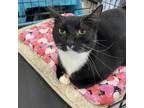 Adopt Crusty a All Black Domestic Shorthair / Mixed cat in League City