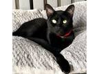 Adopt Miss Pea a All Black Domestic Shorthair / Mixed cat in Lakeland