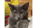 Adopt Chey a Gray or Blue Domestic Shorthair / Mixed cat in Galesburg