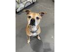 Adopt Aubie a Tan/Yellow/Fawn Boxer / Mixed dog in Johnston, RI (35987253)
