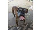 Adopt Henri a Brindle Boxer / Mixed dog in Davis, CA (38441135)