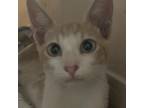 Adopt Pickles a Orange or Red Domestic Shorthair / Mixed cat in St.