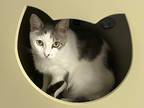 Adopt Cassandra a White (Mostly) Domestic Shorthair (short coat) cat in