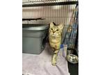 Adopt Gar a Brown or Chocolate Domestic Shorthair / Domestic Shorthair / Mixed