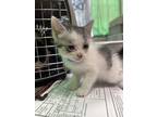 Adopt Aaron a White Domestic Mediumhair / Domestic Shorthair / Mixed cat in