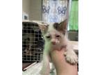 Adopt Alexander a White Domestic Mediumhair / Domestic Shorthair / Mixed cat in