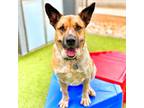 Adopt Lux a Tan/Yellow/Fawn German Shepherd Dog / Cattle Dog / Mixed dog in