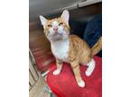 Adopt Circus a Orange or Red Domestic Shorthair / Domestic Shorthair / Mixed cat