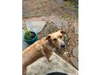 Adopt Harley a Tan/Yellow/Fawn - with White Mixed Breed (Large) / Mixed dog in
