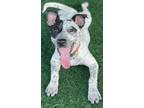 Adopt RYDER a Black - with White Catahoula Leopard Dog / Mixed dog in PLANO