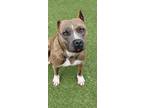 Adopt Vienna a Brindle - with White Mixed Breed (Medium) / Mixed dog in Houston