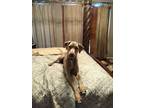 Adopt Roxy a Tan/Yellow/Fawn - with White Mixed Breed (Medium) / Mixed dog in