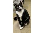 Adopt Gauge a Black & White or Tuxedo Domestic Shorthair (short coat) cat in