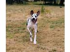 Adopt Sparky a White - with Black Great Dane / Mixed dog in Eugene