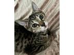 Adopt Wendy a Spotted Tabby/Leopard Spotted Domestic Shorthair cat in
