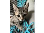 Adopt Wembley a Spotted Tabby/Leopard Spotted Domestic Shorthair cat in