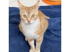 Adopt Felicity a Orange or Red Domestic Shorthair / Mixed cat in Los Angeles