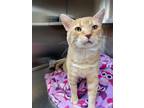 Adopt Betta a Orange or Red Domestic Shorthair / Domestic Shorthair / Mixed cat