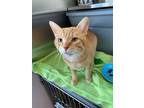 Adopt Stone a Orange or Red Domestic Shorthair / Domestic Shorthair / Mixed cat