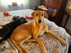 Adopt Ace a Tan/Yellow/Fawn Greyhound / Saluki / Mixed dog in Millersville