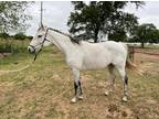 Adopt Curious J a White Thoroughbred horse in GRANBURY, TX (38446642)
