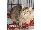 Adopt Katniss a Calico or Dilute Calico Domestic Shorthair (short coat) cat in