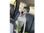 Adopt Sweet Pea a White Dogo Argentino / Labrador Retriever / Mixed dog in