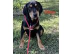 Adopt RILEY a Black - with Tan, Yellow or Fawn Hound (Unknown Type) / Labrador