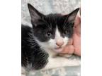 Adopt Bowtie a Black & White or Tuxedo Domestic Shorthair (short coat) cat in