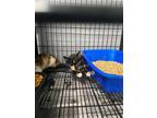 Adopt Gracie a Black & White or Tuxedo American Shorthair cat in Whiteville