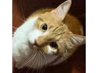 Adopt Tippy a Orange or Red Domestic Shorthair / Mixed cat in Tipton