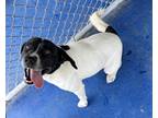 Adopt Duke & Arlow a White - with Black Setter (Unknown Type) / Springer Spaniel