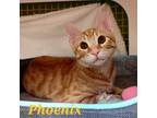 Adopt Phoenix a Orange or Red Tabby Domestic Shorthair (short coat) cat in