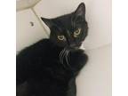 Adopt Baby a All Black Domestic Shorthair / Mixed cat in Toledo, OH (38456796)