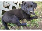 Adopt Max a Black Mixed Breed (Large) / Mixed dog in Saskatoon, SK (38457071)