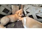 Adopt Xena a Brown/Chocolate Mixed Breed (Large) / Mixed dog in Saskatoon