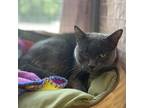 Adopt Hermes a Gray or Blue Domestic Shorthair / Mixed cat in Edwardsville