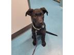 Adopt Timmy a Black Mixed Breed (Large) / Mixed dog in Saskatoon, SK (38457245)