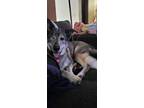 Adopt Billy a Black Mixed Breed (Large) / Mixed dog in Saskatoon, SK (38457243)