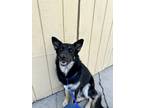 Adopt Minnow a Black German Shepherd Dog / Mixed dog in Moses Lake