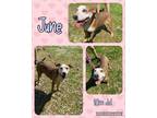 Adopt June a Tan/Yellow/Fawn - with White Pit Bull Terrier / Hound (Unknown