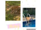 Adopt Miley a Tan/Yellow/Fawn Labrador Retriever / Pit Bull Terrier / Mixed dog