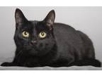 Adopt Stuart a All Black Domestic Shorthair (short coat) cat in Chicago
