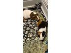 Adopt Binky & Bogey a White Guinea Pig (short coat) small animal in High Ridge